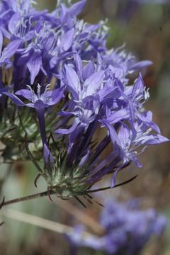 Image de Eriastrum densifolium (Benth.) Mason