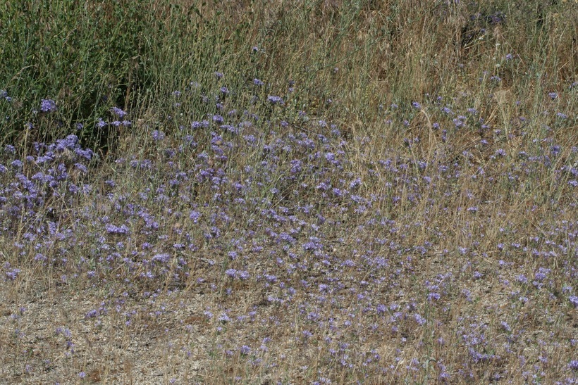 Image of giant woollystar