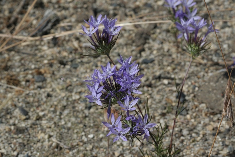 Image of giant woollystar