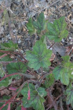 Image of crevice alumroot