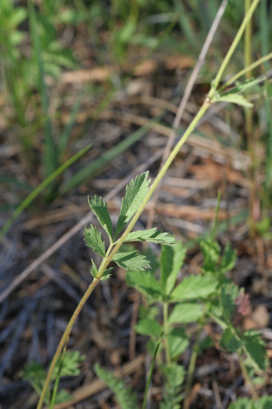 Image de Potentilla gracilis var. fastigiata (Nutt.) S. Wats.