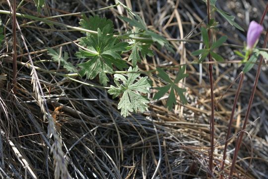 Image of Sierra checkerbloom