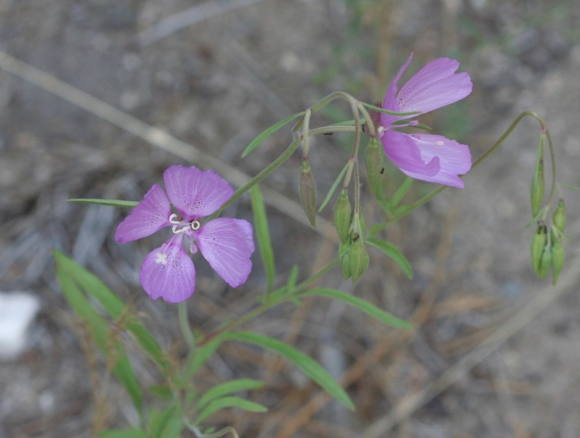 Image of Dudley's clarkia