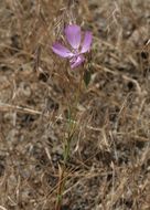 Image of Dudley's clarkia