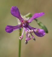 Image of diamond clarkia