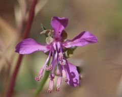 Image of diamond clarkia