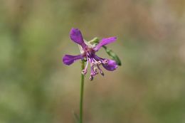 Image of diamond clarkia