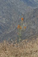 Image of sanddune wallflower