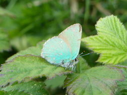 Imagem de Callophrys rubi (Linnaeus 1758)