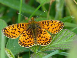 Image of Silver-bordered Fritillary