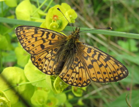 Image of <i>Boloria euphrosyne</i>