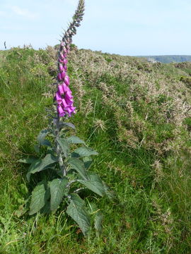 Image of Foxglove