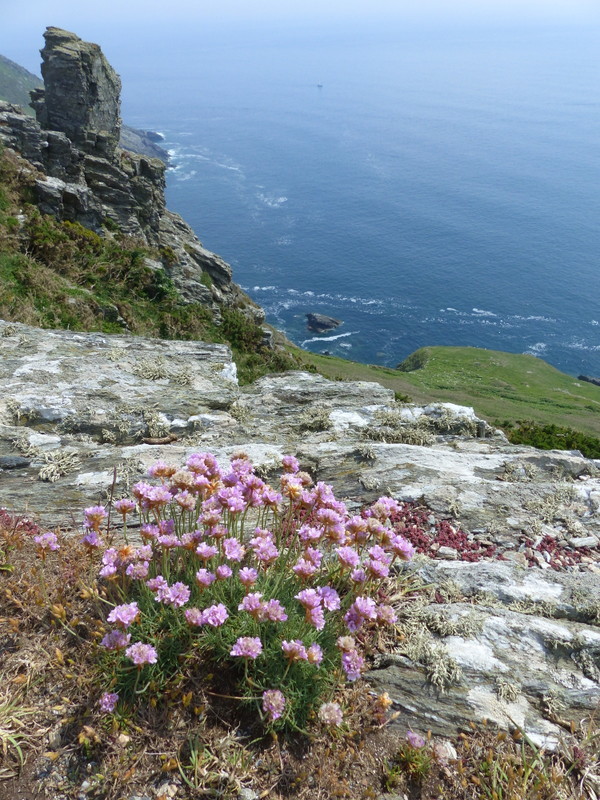 Image of thrift seapink