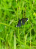 Image of chimney sweeper