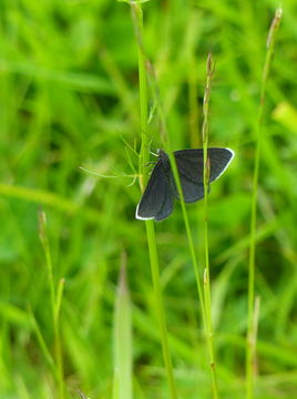 Слика од Odezia atrata Linnaeus