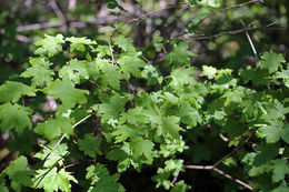 Image of Vine Maple