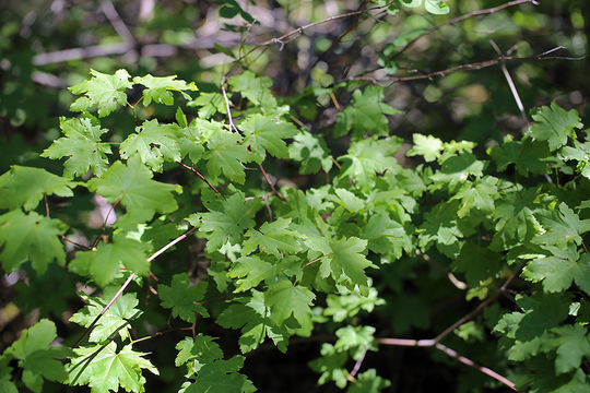 Слика од Acer circinatum Pursh