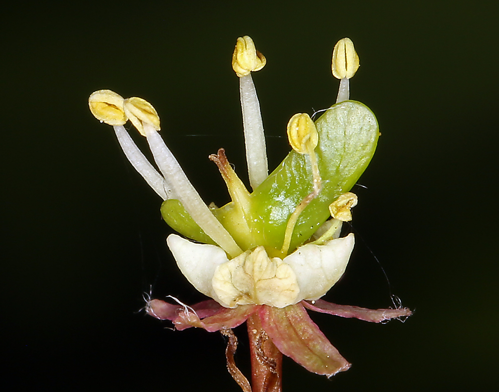 Image of Vine Maple