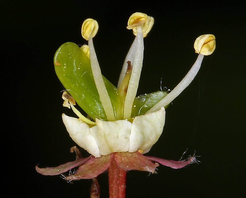 Image of Vine Maple