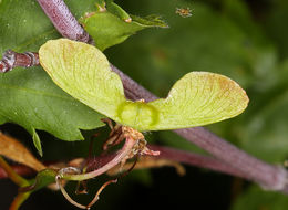 Imagem de Acer circinatum Pursh