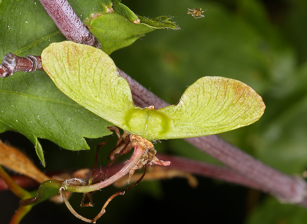 Image of Vine Maple