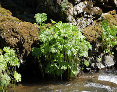 Imagem de Darmera peltata (Torr. ex Benth.) Voss