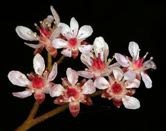 Image of Indian rhubarb