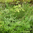 Image of Taxus canadensis Marshall