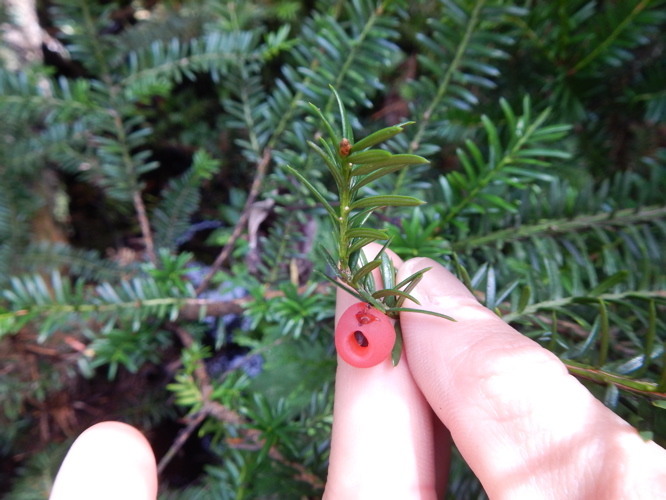 Image of Canada yew