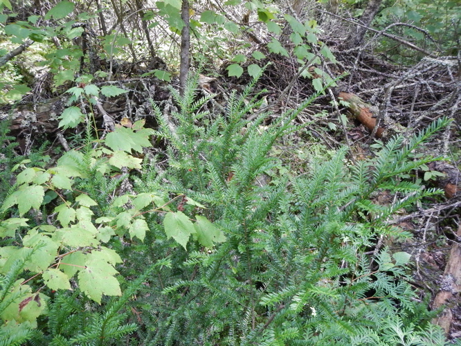 Image of Canada yew