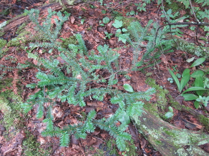 Image of Canada yew