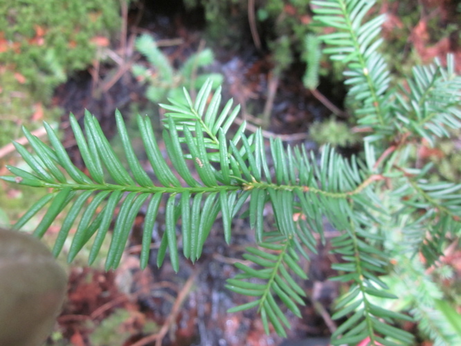 Image of Canada yew