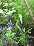 Image of Northern green orchid