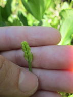 Image of Green Woodland Orchid