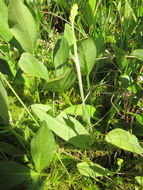 Image of Green Woodland Orchid