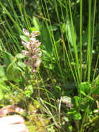 Image of Green Woodland Orchid