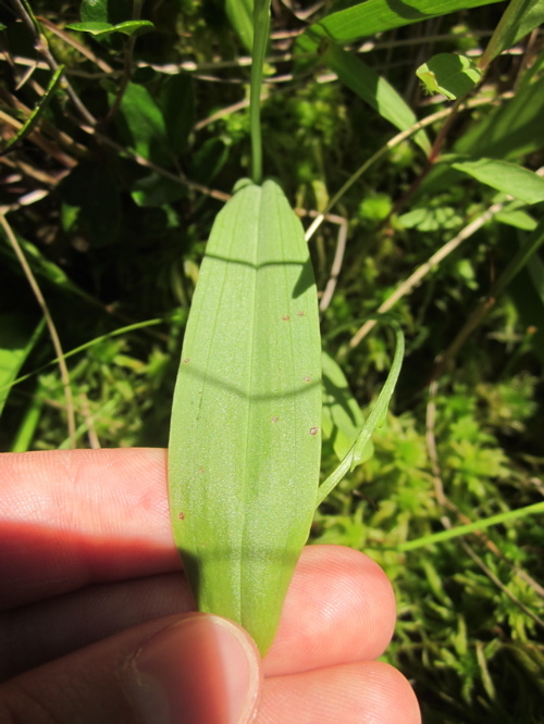 Image of Green Woodland Orchid