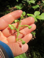 Platanthera orbiculata (Pursh) Lindl. resmi