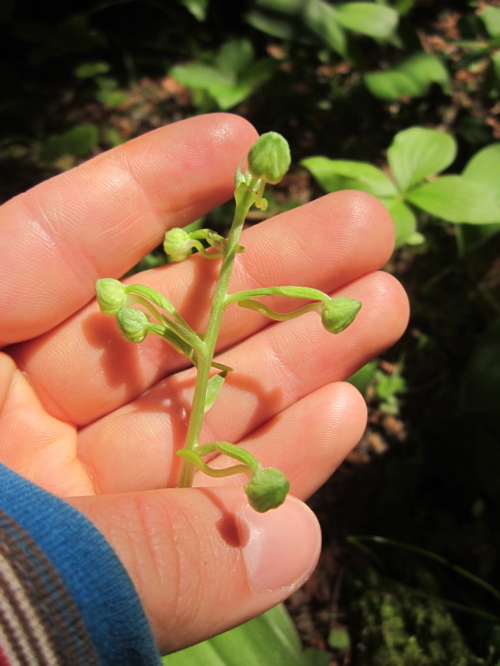 Image de Platanthère à feuilles orbiculaires