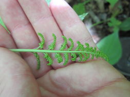 Image of rattlesnake grape-fern