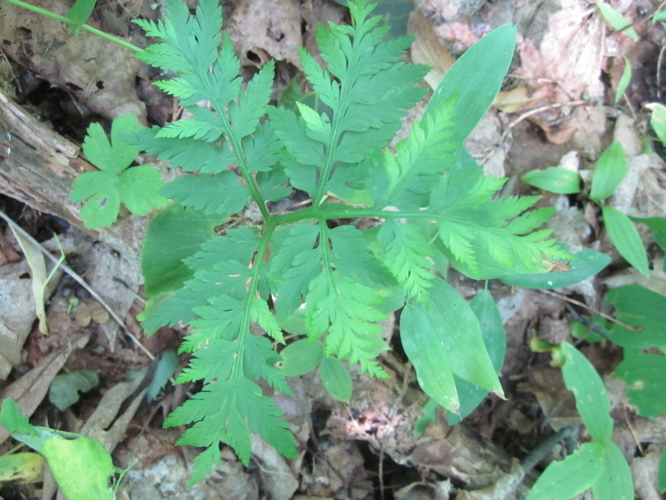 Image of rattlesnake grape-fern