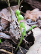 Image of crenulate moonwort