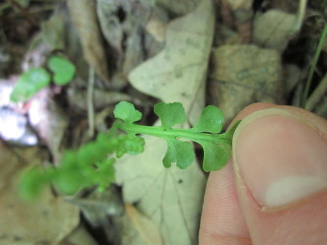 Image of crenulate moonwort