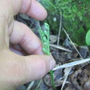 Image of trianglelobe moonwort