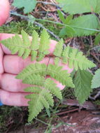 Imagem de Gymnocarpium dryopteris (L.) Newm.