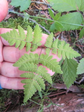 Image de Polypode du Chêne