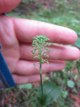 Image of Green adder's-mouth orchid