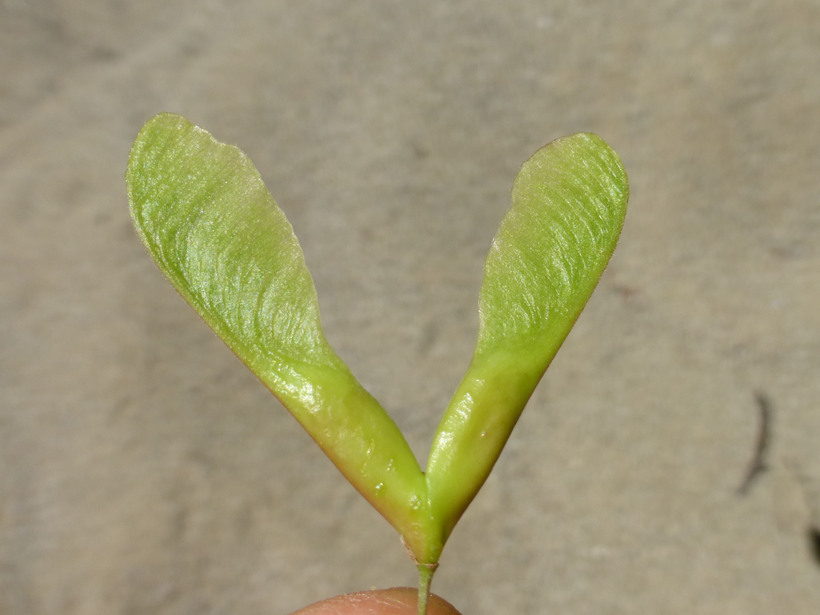 Image of Box Elder