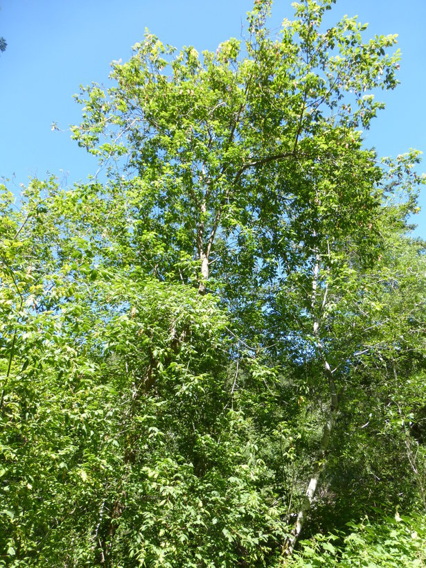 Image of Box Elder