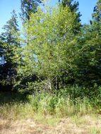 Image of Oregon Alder